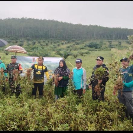 PANEN BERSAMA BUDIDAYA KACANG TANAH POKTAN SUMBER REJEKI MENDAPAT APRESIASI BAIK DARI DINAS TERKAIT